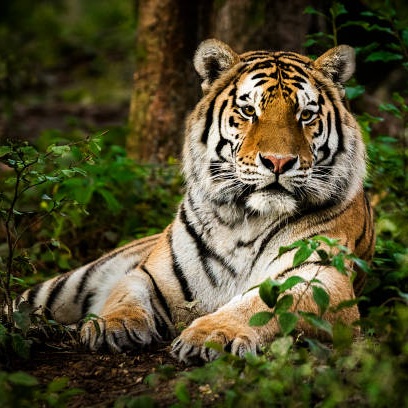 Golden Triangle & Tiger Tour